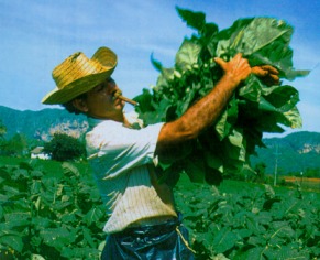 tabacalero